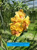 Vandas - V. Thananchai x V. Udom Gold- Blooming Size