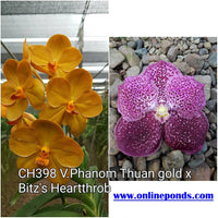 Vanda - Baby Size - Phanom Thuan Gold x Bitz's Heartthrob