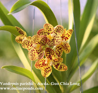 Vanda - Blooming Size - Vandopsis parishii - Ascda. Guo Chia Long