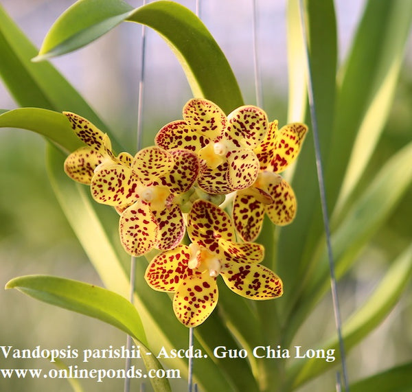 Vanda - Blooming Size - Vandopsis parishii - Ascda. Guo Chia Long