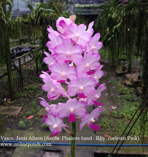 Vanda - Blooming Size - Vasco. Janis Alison (Ascda. Phairots Sand - Rhy. coelestis Pink)