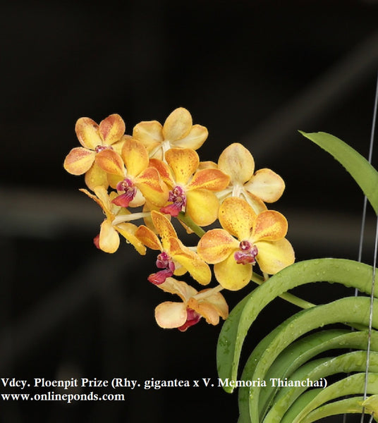 Vanda - Blooming Size - Vdcy. Ploenpit Prize (Rhy. gigantea x V. Memoria Thianchai)