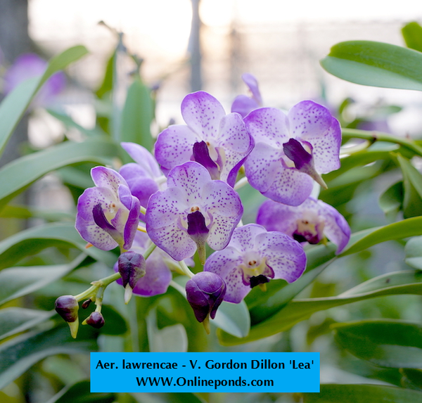 Vanda - Blooming Size - Aer. lawrencae X V. Gordon Dillon 'Lea'
