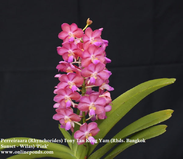 Vanda - Blooming Size - Perreiraara (Rhynchorides) Tony Tan Keng Yam (Rhds. Bangkok Sunset - Wilas) 'Pink'