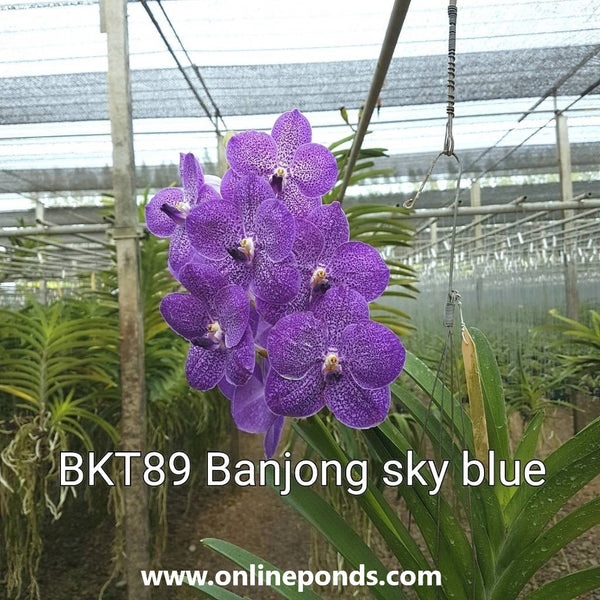 Vanda - Baby Size - Banjong Sky Blue
