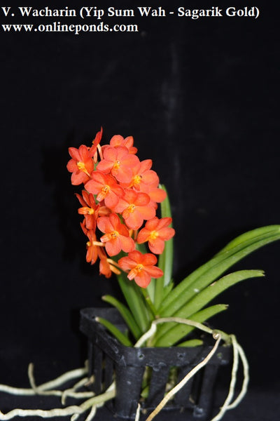 Vanda - Blooming Size - V. Wacharin (Yip Sum Wah - Sagarik Gold)