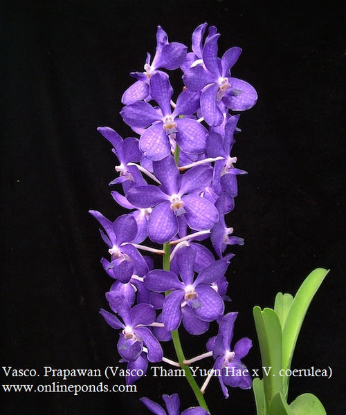 Vanda - Blooming Size - Vasco. Prapawan (Vasco. Tham Yuen Hae x V. coerulea)