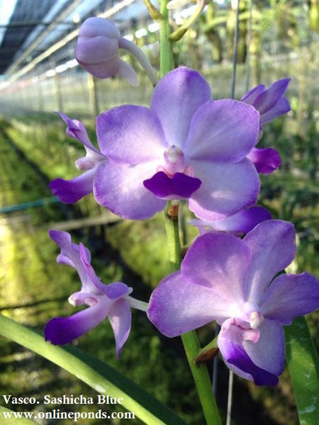 Vanda - Blooming Size - Vasco. Sashicha Blue